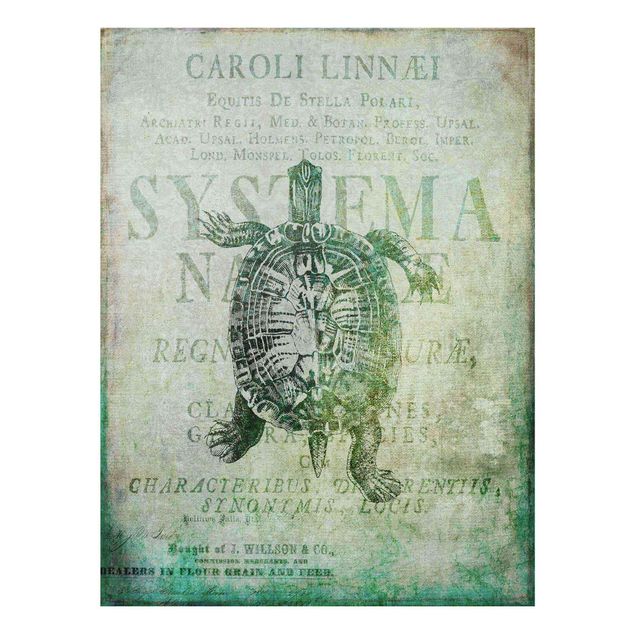 Wall art turquoise Vintage Collage - Antique Turtle