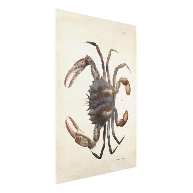 Animal canvas Vintage Illustration Crab