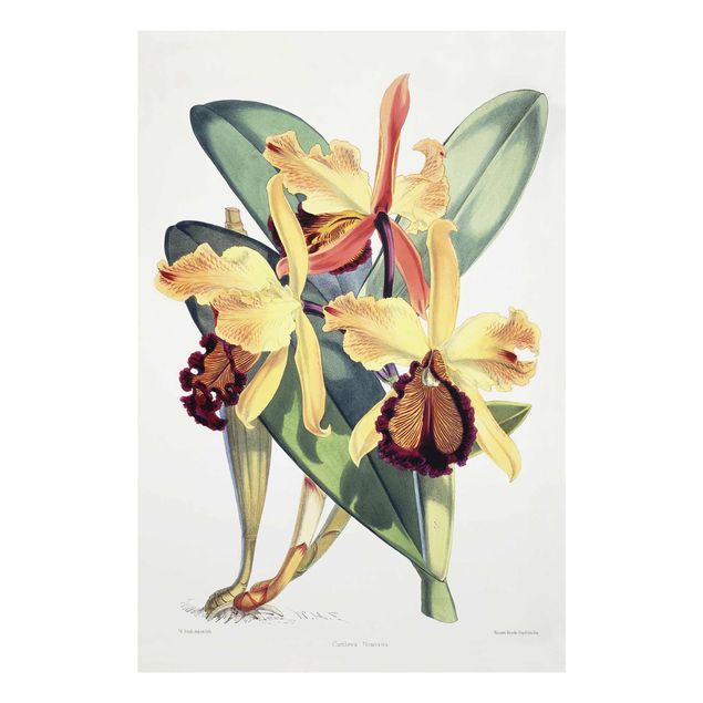 Glass prints flower Walter Hood Fitch - Orchid