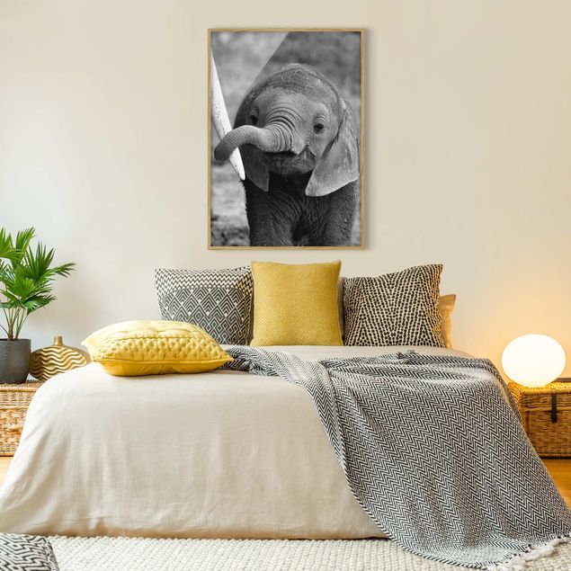 Animal canvas Baby Elephant