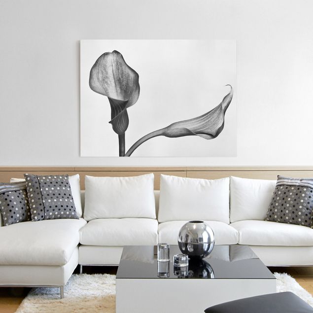Art posters Calla Close-Up Black And White
