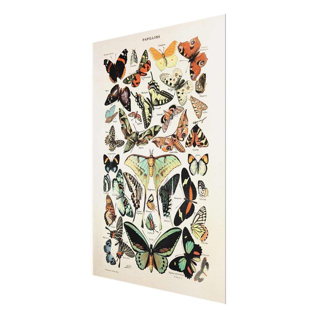 Turquoise canvas wall art Vintage Board Butterflies And Moths