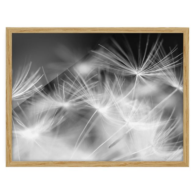 Floral picture Moving Dandelions Close Up On Black Background