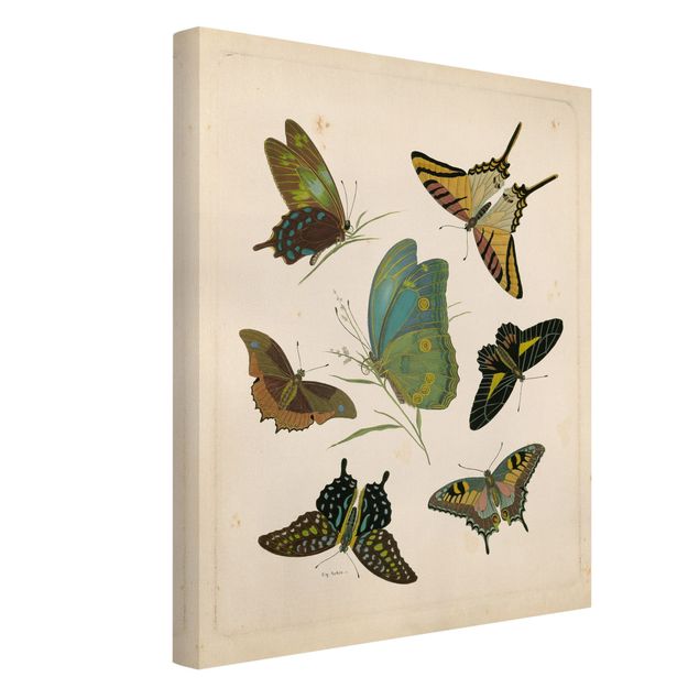 Vintage posters Vintage Illustration Exotic Butterflies