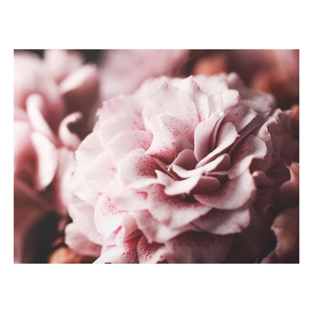 Floral canvas Shabby Light Pink Rose Pastel