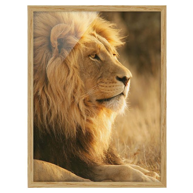 Contemporary art prints King Lion