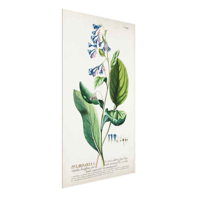 Prints floral Vintage Botanical Illustration Lungwort