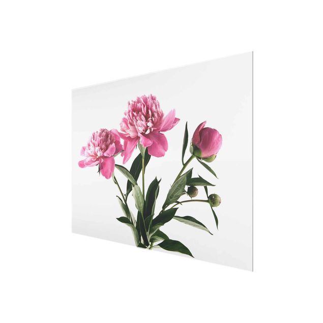 Floral picture Pink Flowers And Buds On White