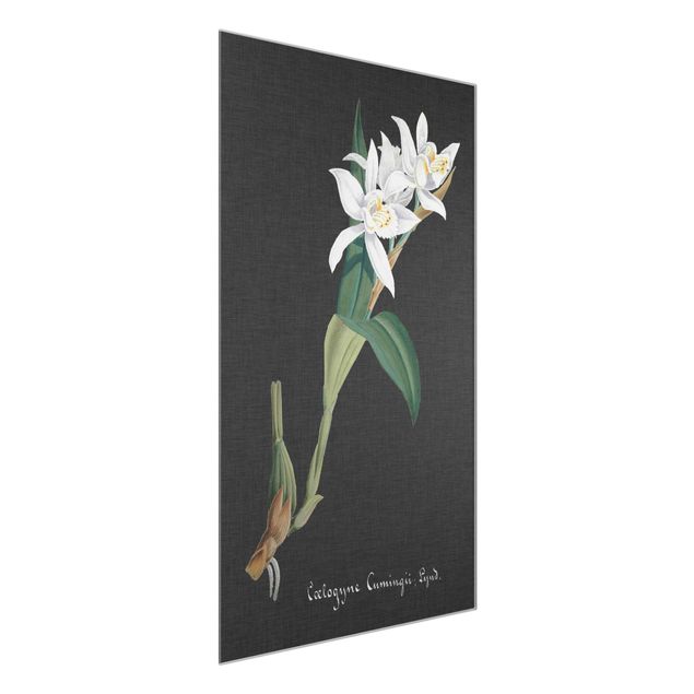 Glass prints flower White Orchid On Linen II