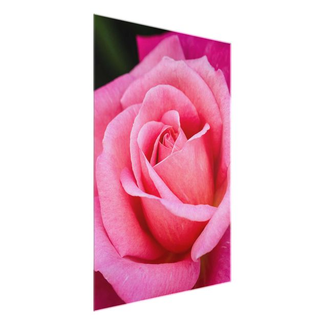 Art prints Pink Rose Flowers Green Backdrop