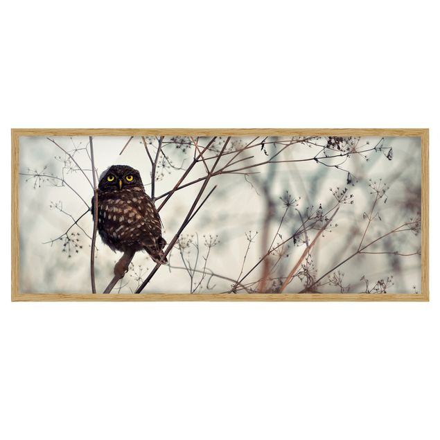 Animal framed pictures Owl In The Winter