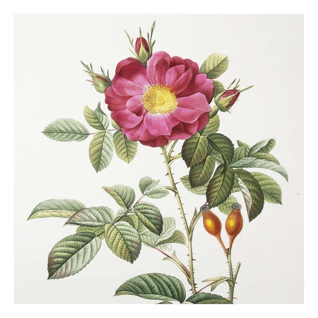 Glass prints flower Pierre Joseph Redoute - Portland Rose