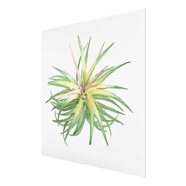 Glas Magnetboard Air Plant Watercolour III