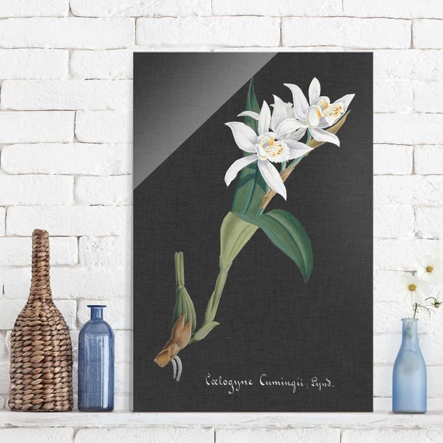 Glass prints orchid White Orchid On Linen II