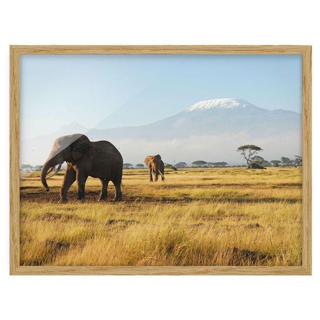 Mountain prints Elephants In Front Of The Kilimanjaro In Kenya