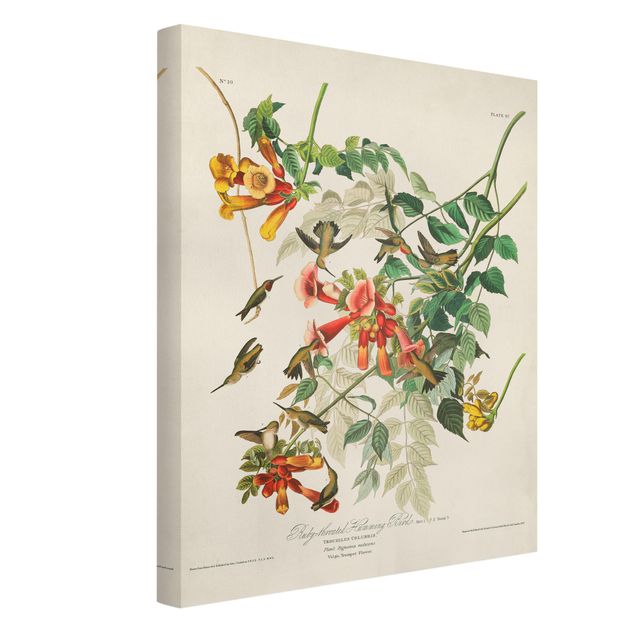 Prints animals Vintage Board Hummingbirds