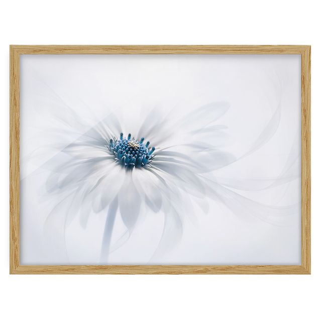 Framed floral Daisy In Blue