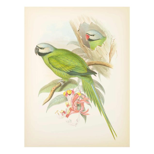 Prints green Vintage Illustration Tropical Birds II