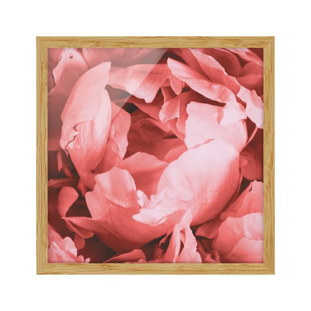 Flower pictures framed Peony Blossom Coral