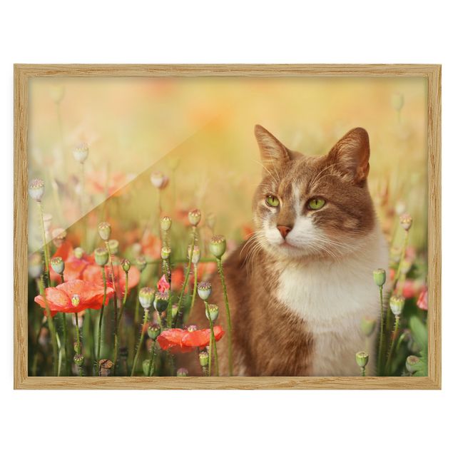 Animal wall art Cat In A Field Of Poppies