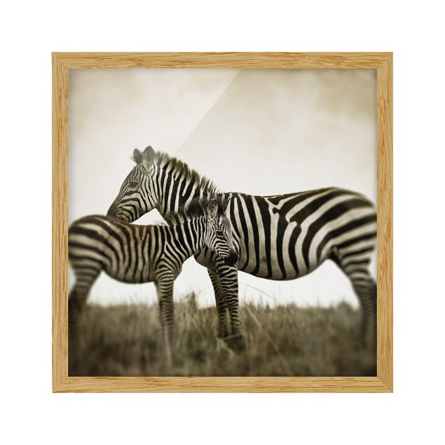 Contemporary art prints Zebra Couple