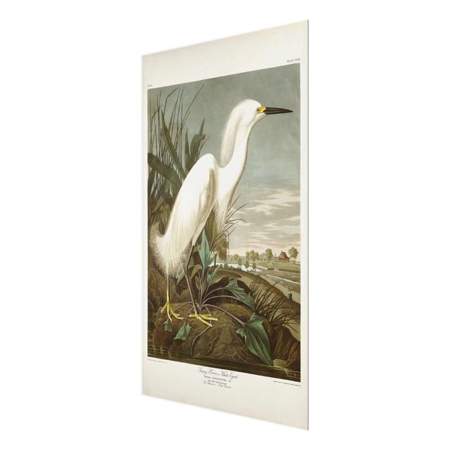 Glass prints beach Vintage Board White Heron I