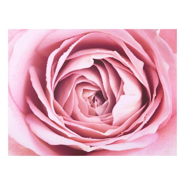 Floral canvas Pink Rose Blossom