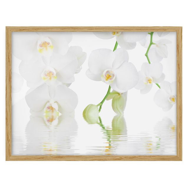 Floral picture Spa Orchid - White Orchid