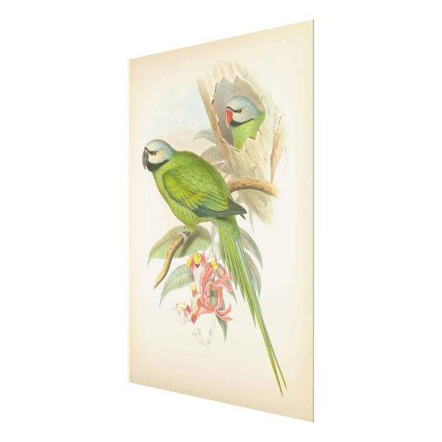 Prints Vintage Illustration Tropical Birds II