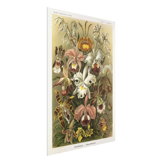 Glass prints flower Vintage Board Orchid