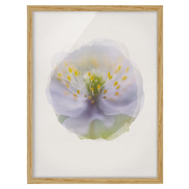 Framed floral WaterColours - Anemones Beauty