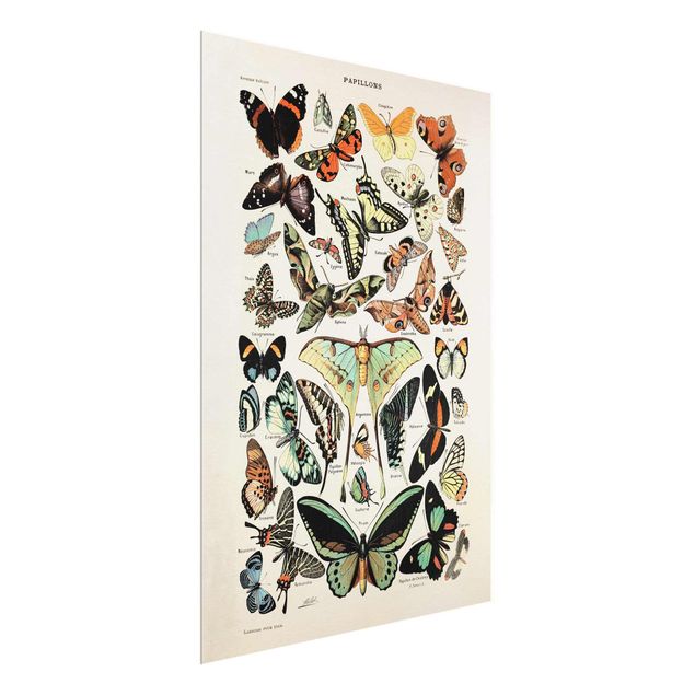 Vintage wall art Vintage Board Butterflies And Moths