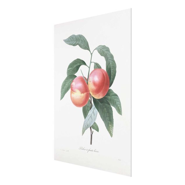 Prints Botany Vintage Illustration Peach
