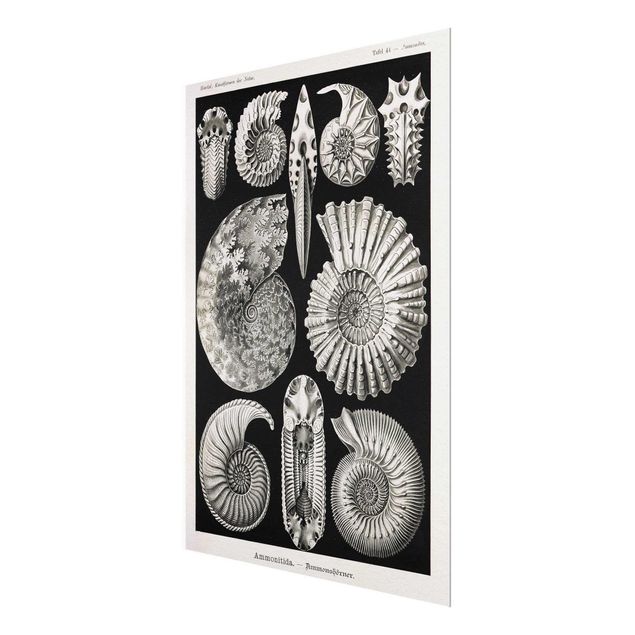Prints Vintage Board Fossils Black And White