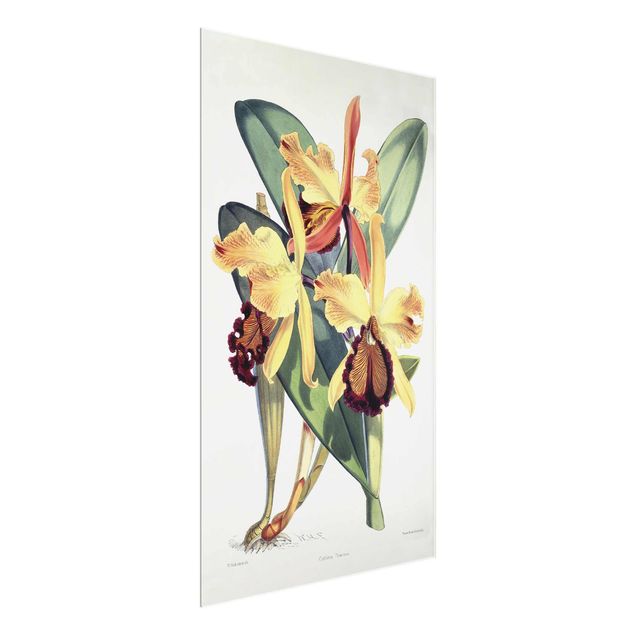 Orchid wall art Walter Hood Fitch - Orchid