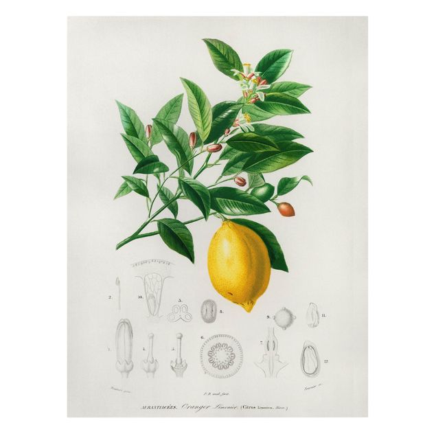 Fruit canvas Botany Vintage Illustration Of Lemon