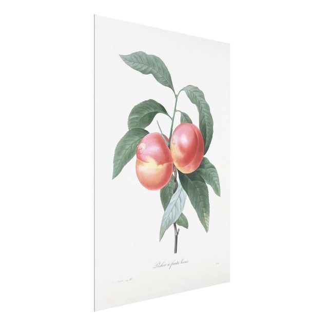 Vintage posters Botany Vintage Illustration Peach