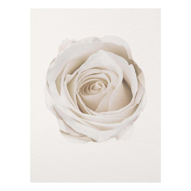 Prints floral WaterColours - Pretty White Rose