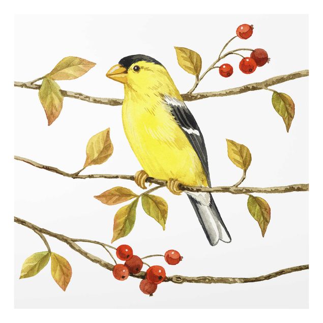 Prints Birds And Berries - American Goldfinch