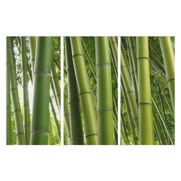 Canvas prints bamboo Bamboo Trees