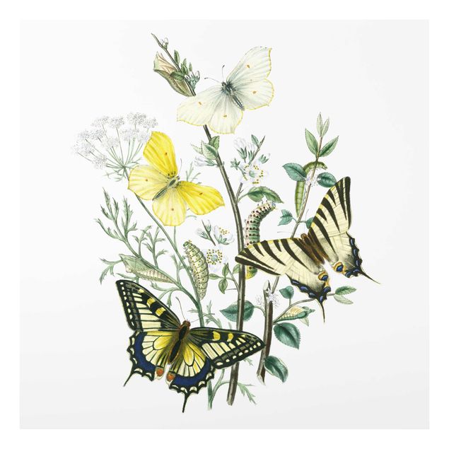 Prints flower British Butterflies III