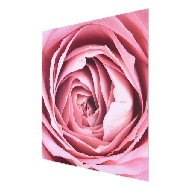 Floral picture Pink Rose Blossom
