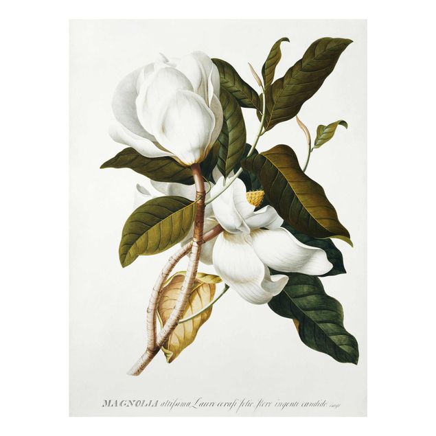 Art prints Georg Dionysius Ehret - Magnolia