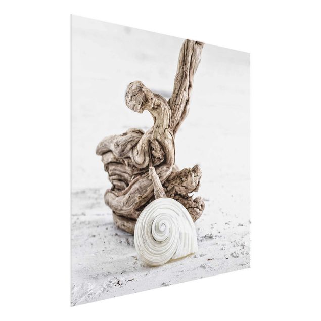 Sea print White Snail Shell And Root Wood