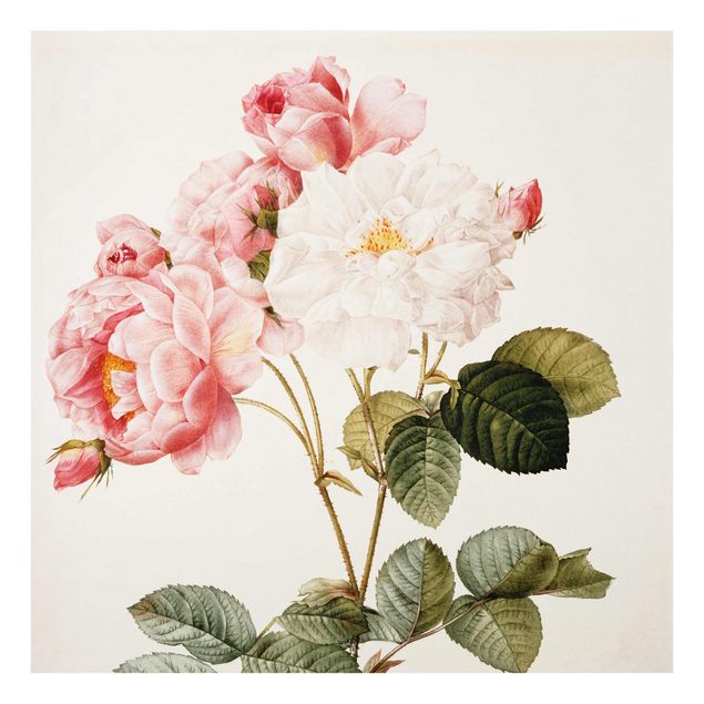 Glass prints flower Pierre Joseph Redoute - Pink Damascena