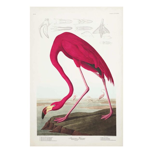 Prints Vintage Board American Flamingo