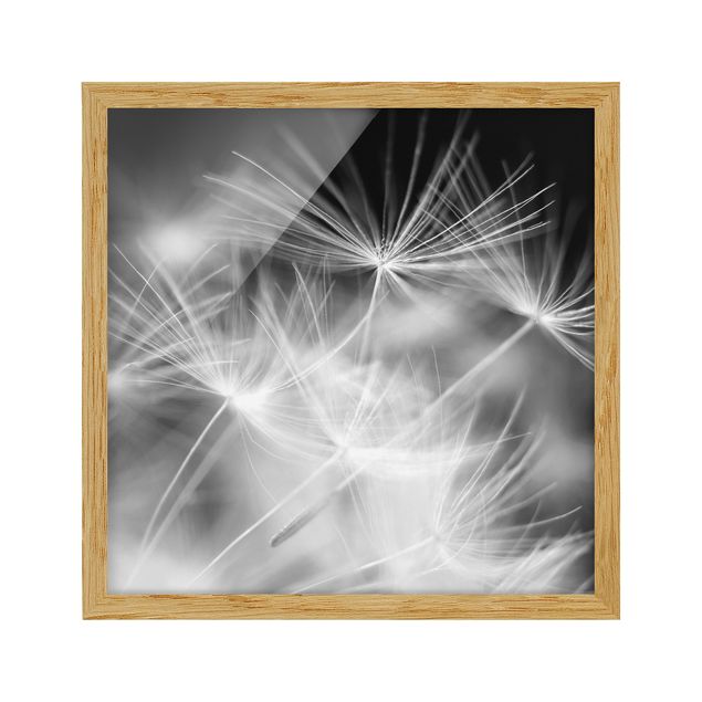 Floral picture Moving Dandelions Close Up On Black Background