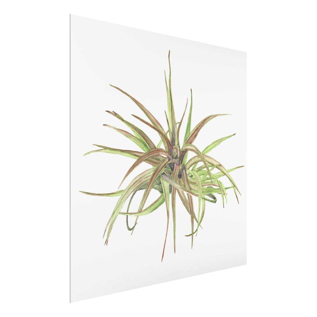Floral picture Air Plant Watercolour II