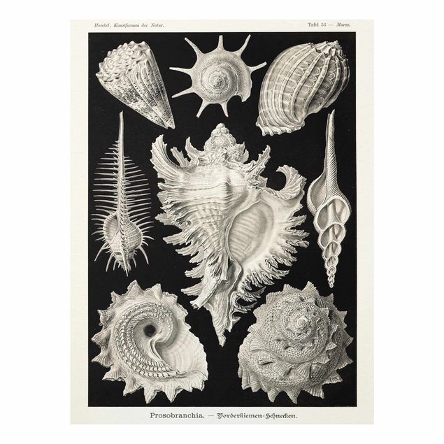Glass prints black and white Vintage Board Mussels I