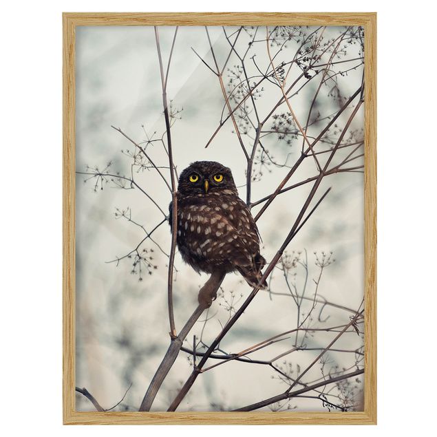 Animal framed pictures Owl In The Winter